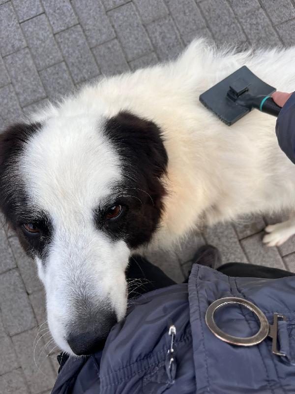 SIMBA MAREMMANO Foto 2